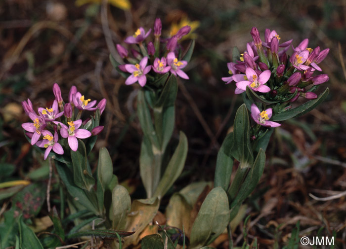 Centaurium erythraea var. capitatum