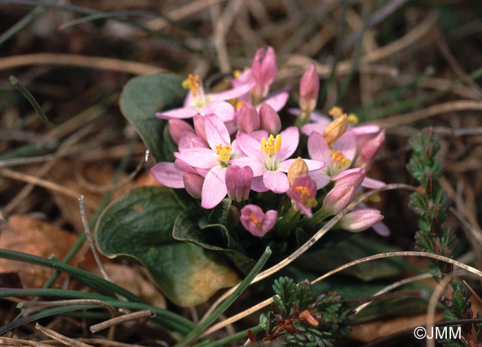 Centaurium erythraea var. capitatum