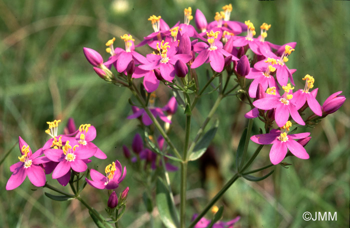 Centaurium erythraea subsp. majus