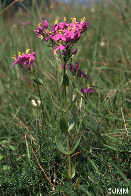 Centaurium erythraea subsp. majus