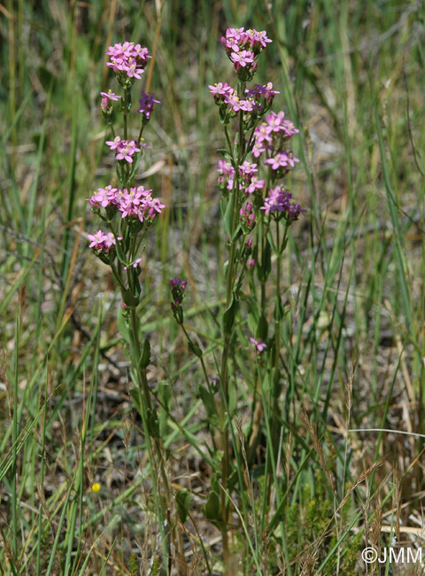 Centaurium erythraea