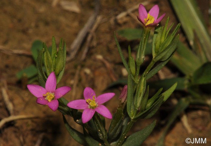 Centaurium pulchellum