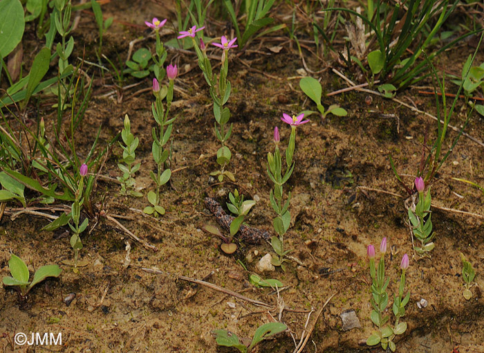 Centaurium pulchellum