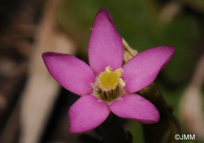 Centaurium pulchellum