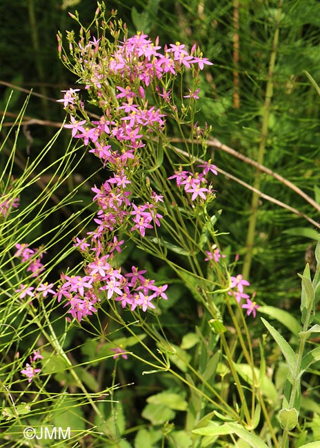 Centaurium quadrifolium subsp. barrelieri 