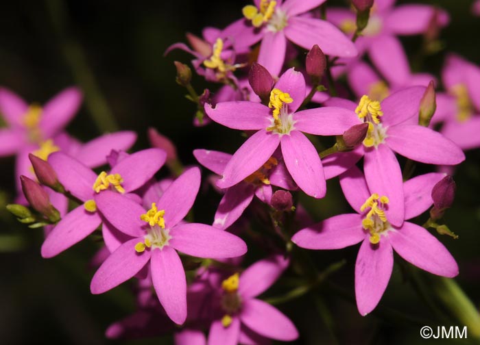 Centaurium quadrifolium subsp. barrelieri