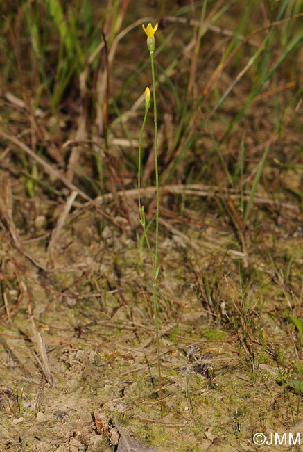 Cicendia filiformis