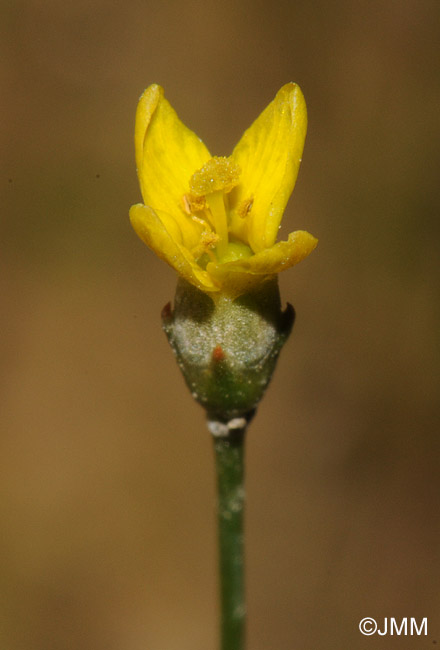 Cicendia filiformis