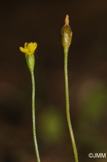 Cicendia filiformis