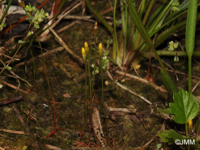 Cicendia filiformis et Radiola linoides