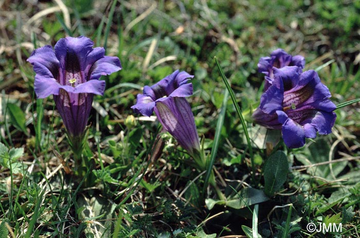 Gentiana acaulis