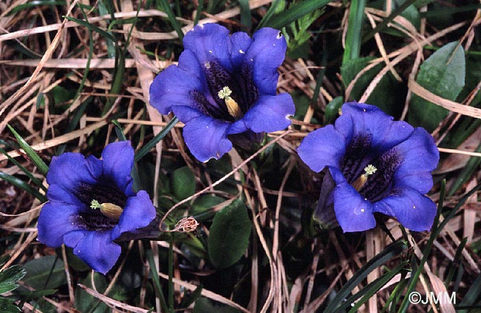 Gentiana acaulis