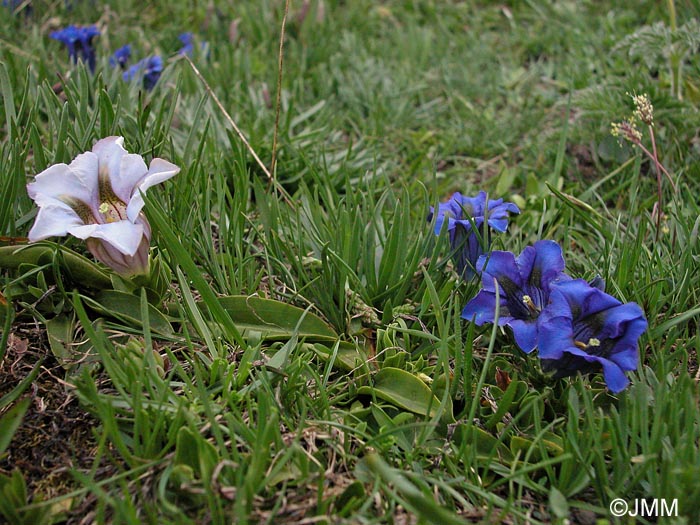 Gentiana acaulis