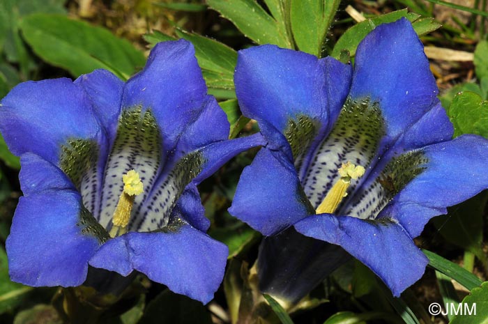 Gentiana acaulis