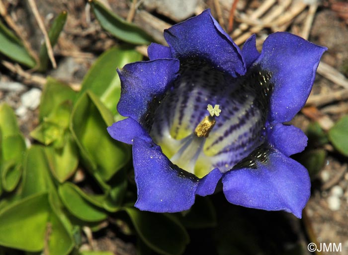 Gentiana acaulis