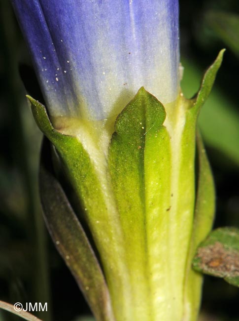 Gentiana acaulis