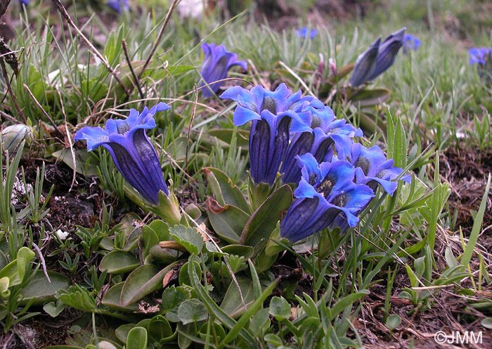 Gentiana acaulis