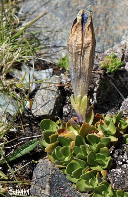 Gentiana alpina