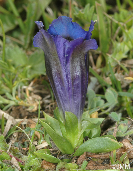 Gentiana alpina