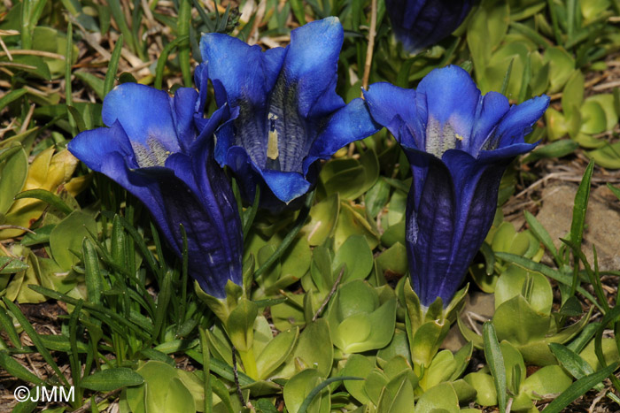 Gentiana alpina 