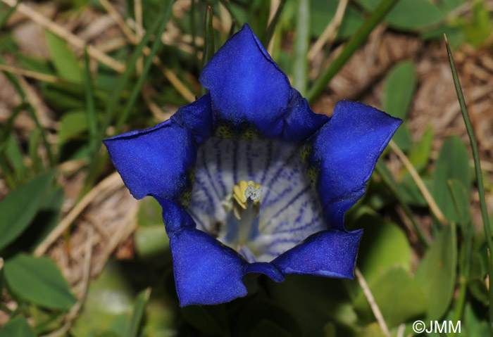 Gentiana alpina 