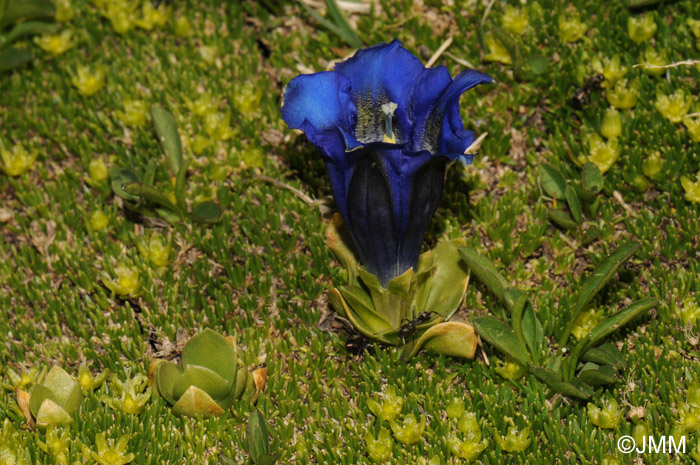 Gentiana alpina 