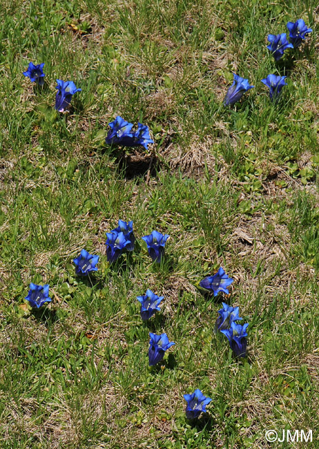 Gentiana alpina 