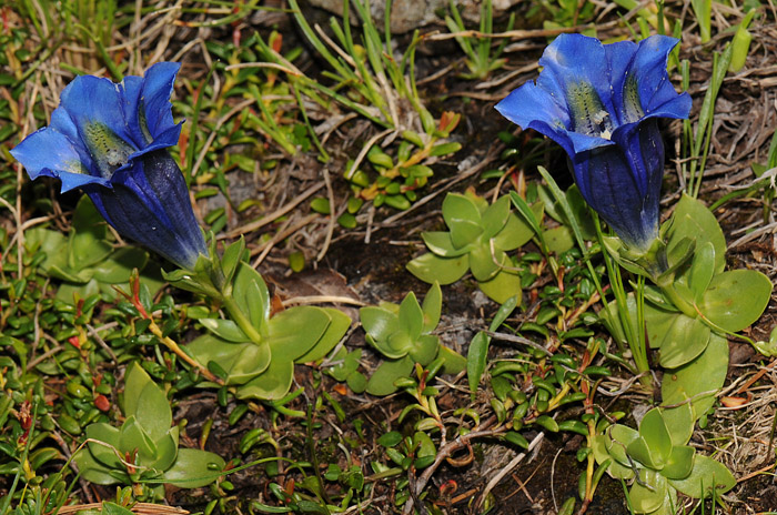 Gentiana alpina