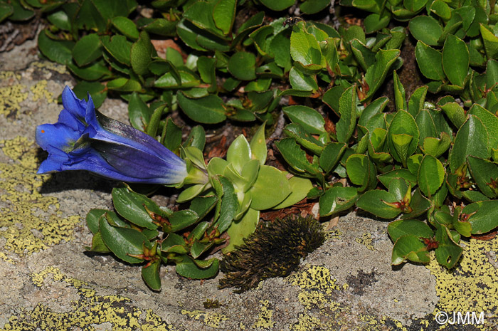 Salix herbacea & Gentiana alpina