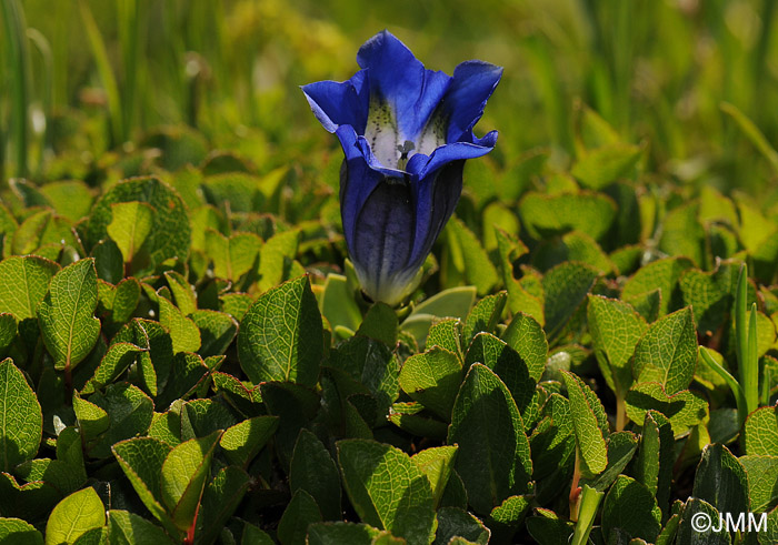 Gentiana alpina & Salix herbacea