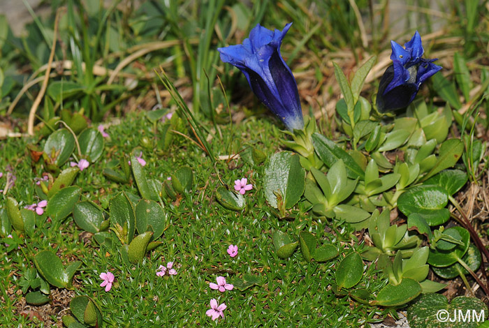 Salix herbacea & Gentiana alpina & Silene exscapa