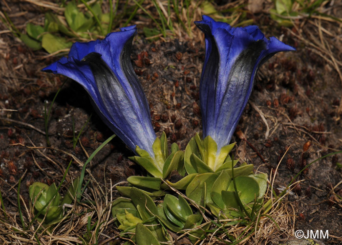 Gentiana alpina 