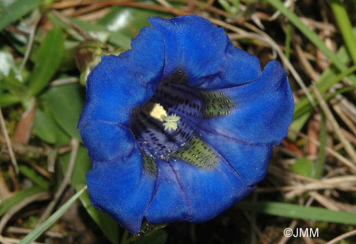 Gentiana angustifolia