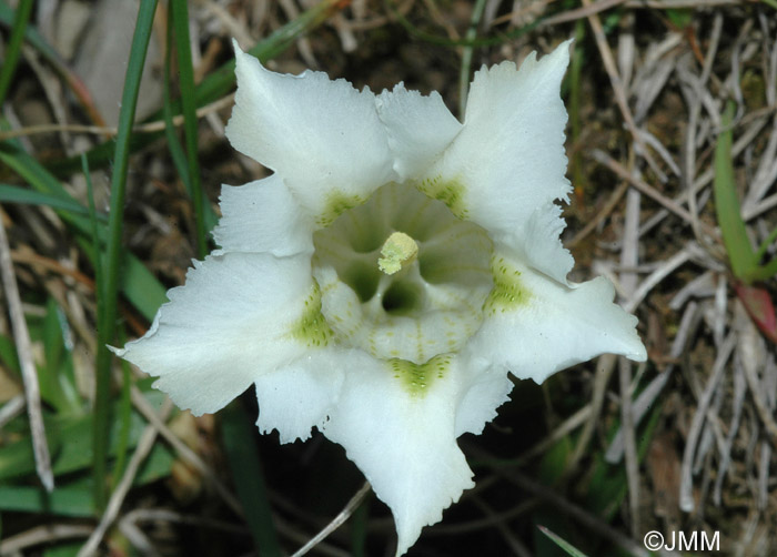 Gentiana angustifolia f. alba