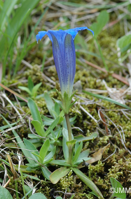 Gentiana angustifolia