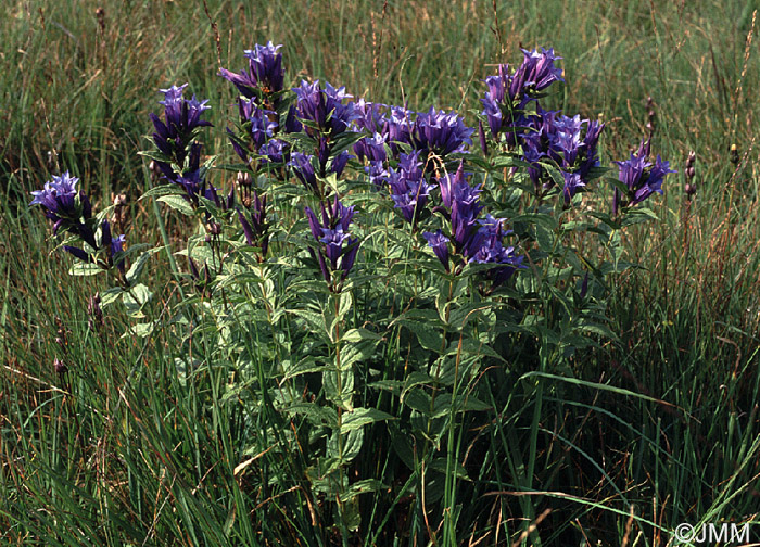 Gentiana asclepiadea