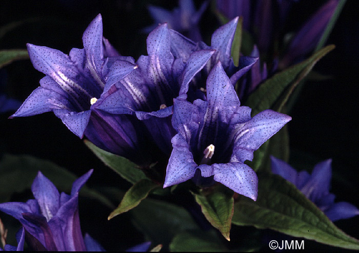 Gentiana asclepiadea