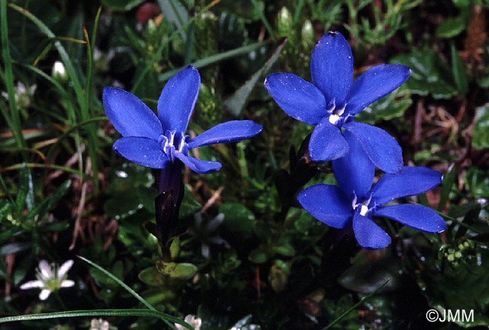 Gentiana bavarica