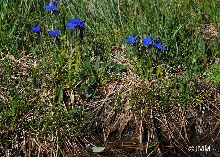 Gentiana bavarica