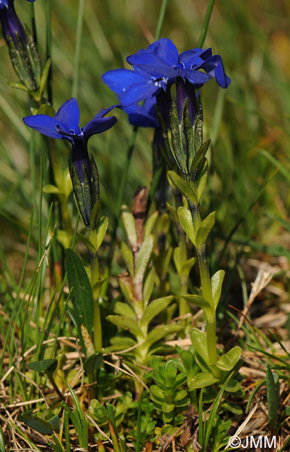 Gentiana bavarica