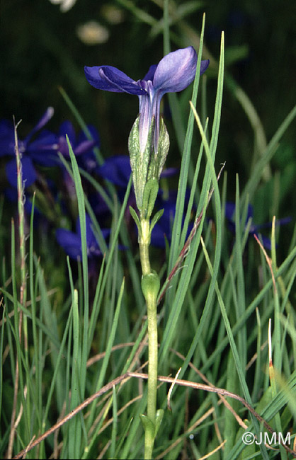 Gentiana bavarica