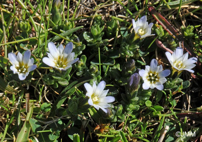 Gentiana boryi