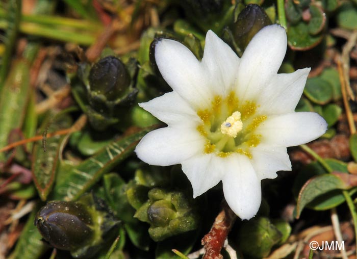 Gentiana boryi