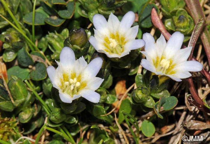 Gentiana boryi