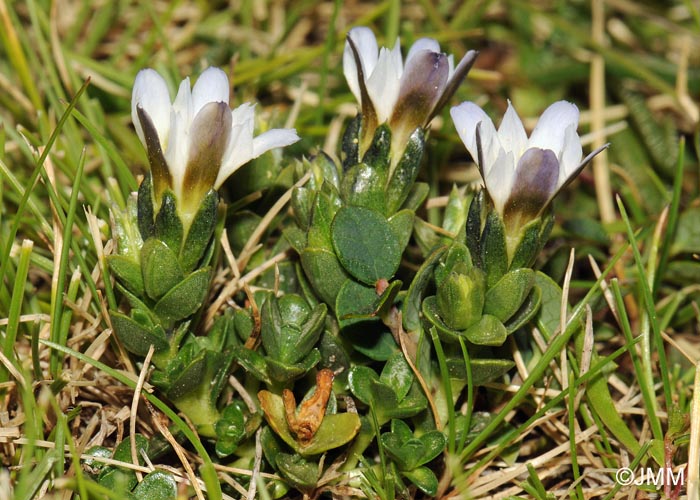 Gentiana boryi