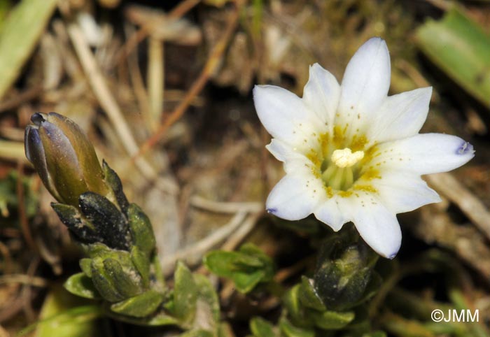 Gentiana boryi