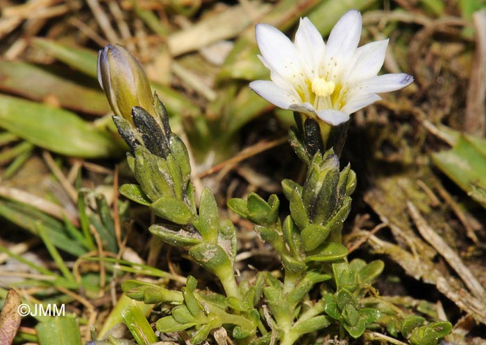 Gentiana boryi