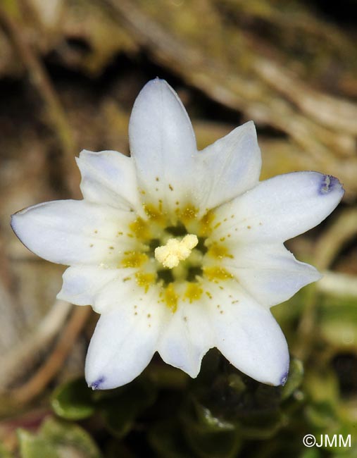 Gentiana boryi