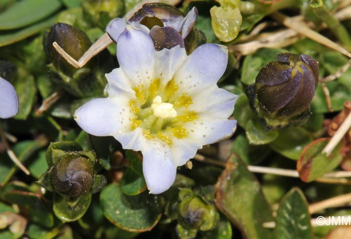 Gentiana boryi