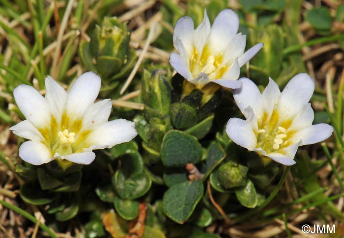 Gentiana boryi